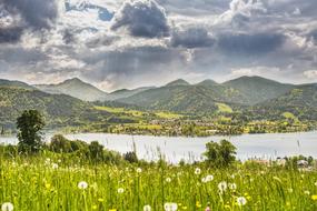 Alpine Mountains flowers Landscape