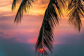 The Tropical palm at Sunset Beach