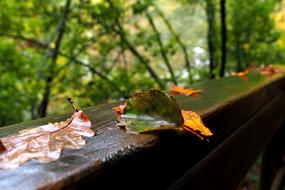 water leaves