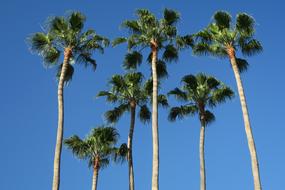 Palm green Trees Blue Sky