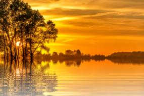 trees in the lake water at sunset