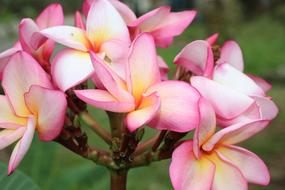 Close-up of the beautiful, blooming, pink, purple, white and yellow, tropical flowers