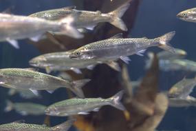 Aquarium Salmon Water fish