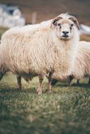 photo of sheep on livestock