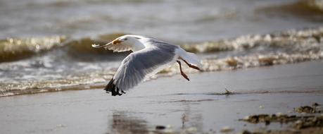 Seagull Bird sea beach