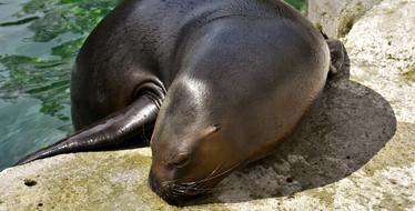 Sea Lion Eat