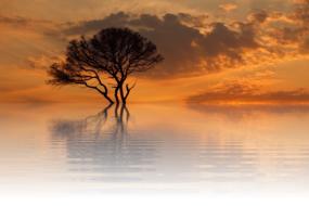 lonely tree in the water against the background of a bright sunset