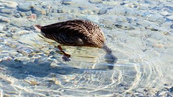 Duck Lake water Nature