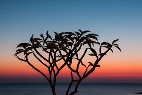 Sunset Sky Colors over tree