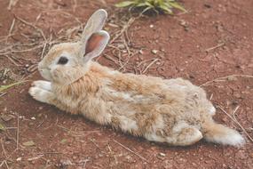 brown rabbit lying on the ground