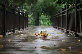 Bridge in the autumn leaves in the rain