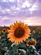 Sunflower Summer Flowers field
