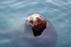 Sea Lion face water