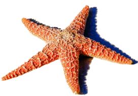 Starfish Red Sea