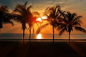 landscape of Sunset Beach Palm