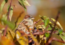 brown Bird Trees Nature