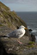 wild Bird Seagull