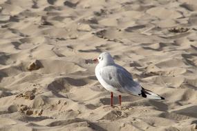 Bird Seagull white sand