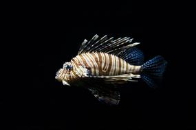 Lion Fish on black background