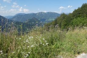 flowers and green grass in the mountains in Austria