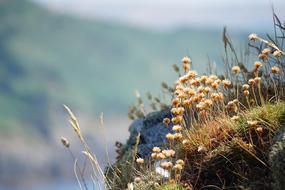 Beach Rame Head fowers