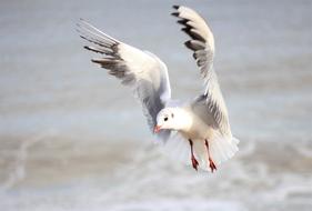 white bird flies close near the water