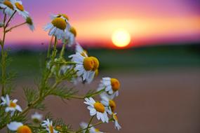 West Sun Sky flowers