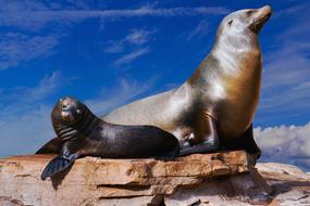 Sea Lions Ocean
