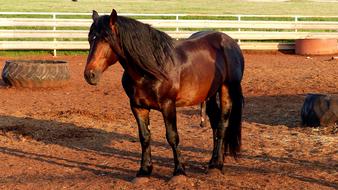 Brown thoroughbred horse in the pan at sunset