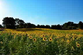 Sunflower in Nature Landscape