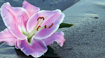 Lily Flower soft pink