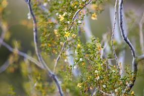 Tree with yellow flowers close-up on blurred background