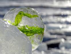 Close-up of the beautiful sea ice with the green weed inside