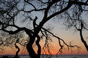 Silhouette of the beautiful tree, on the coast, at colorful, gradient sunset on horizon