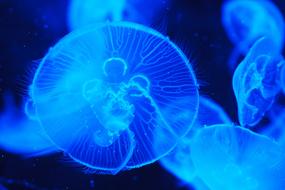 Jellyfish Animal Blue neon