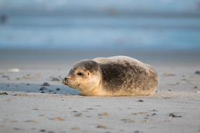 Beautiful, colorful and cute grey seal, on the sandy beach of Helgoland, Germany