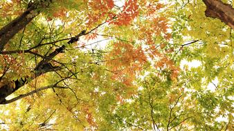 photo of orange green autumn trees