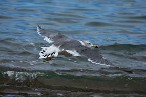 Animal Sea flye