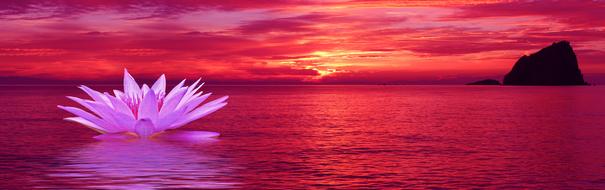 water lily sunset sea red pink