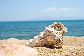 Beach Seashell in Kavala