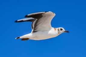 Seagull Bird Sea and blue sky