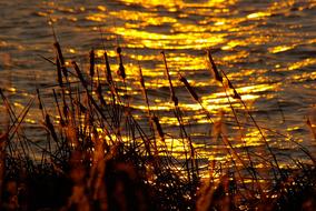 Sunset Reflections gold