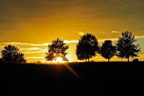 yellow gold Sunset Trees Landscape