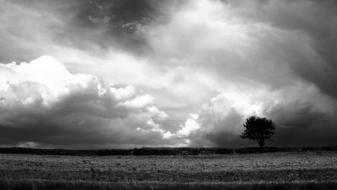 Landscape Tree dark black and white