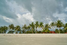Landscape Beach Sand palms