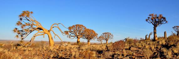 panoramic photo of nature in a tourist park in South Africa