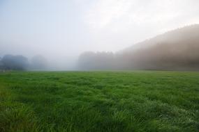 green Grass Field Landscape