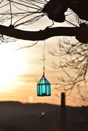 photo of blue lantern on tree branch