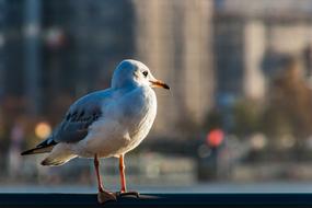 wild Seagull Hamburg Bird