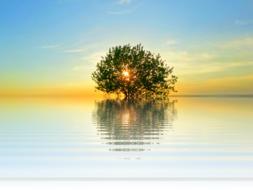 Beautiful tree in the water, at colorful, gradient sunset in the sky, clipart